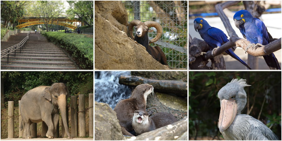 動物 公園 市 千葉 かわいい生きもの多めで開放的！千葉市動物公園に行ってみた