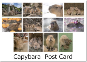 伊豆シャボテン動物公園のカピバラポストカード