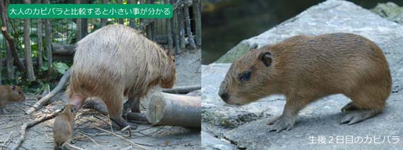 ���܂ꂽ�΂���̃J�s�o��