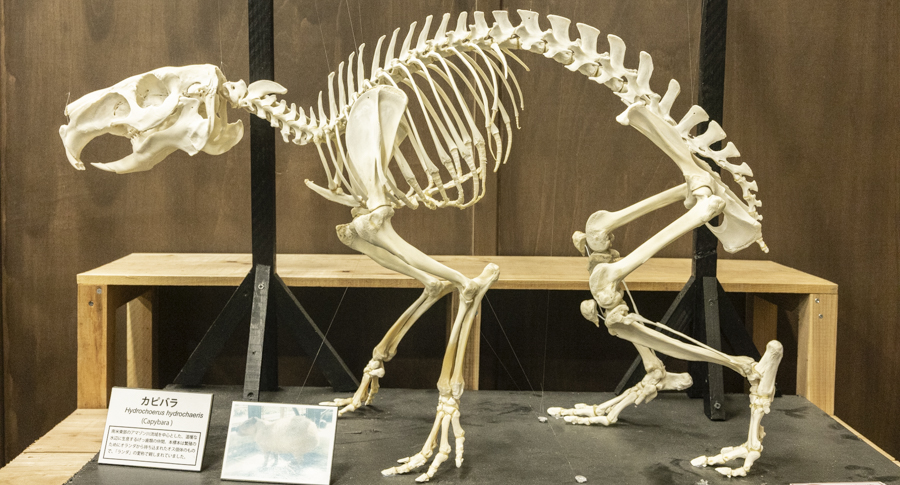 �J�s�o�����i�W�{