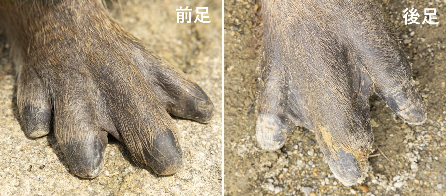 �J�s�o���̎w�Ɛ�����