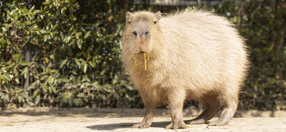 カピバラ大好き