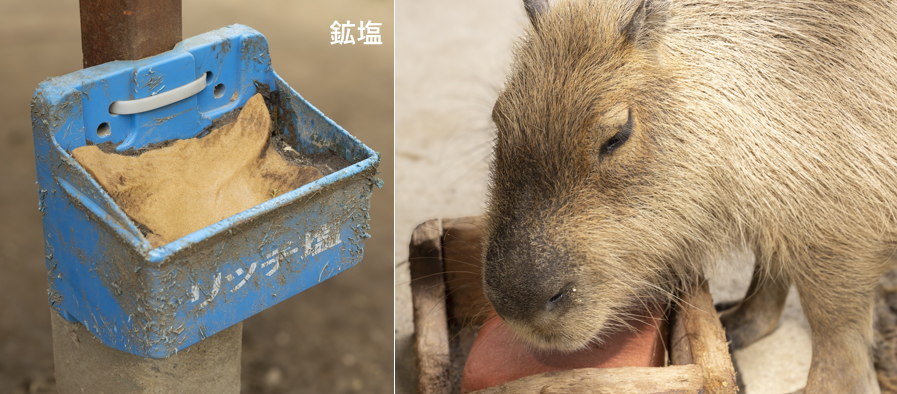 �J�s�o���������r�߂�