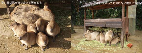 �������̃J�s�o��