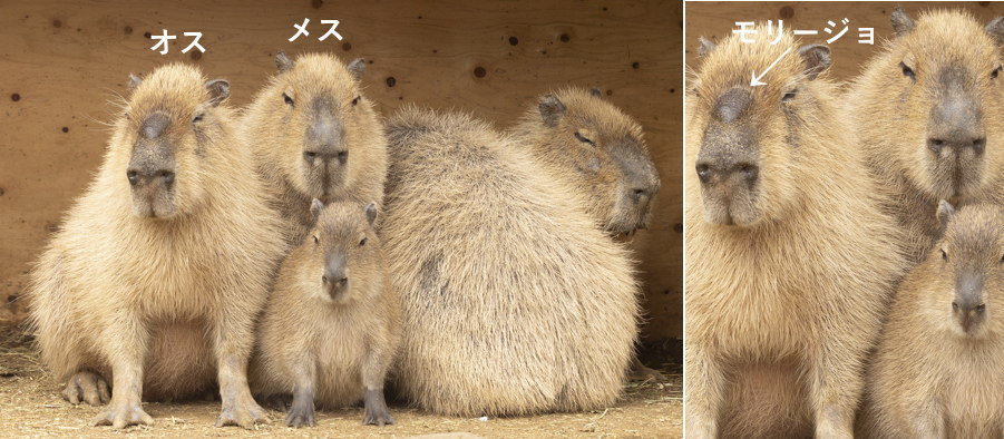 �J�s�o���̒j����