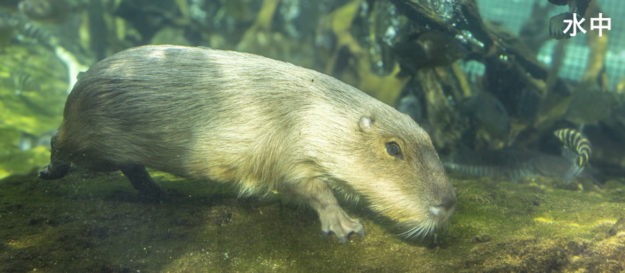 �����Ő���J�s�o��